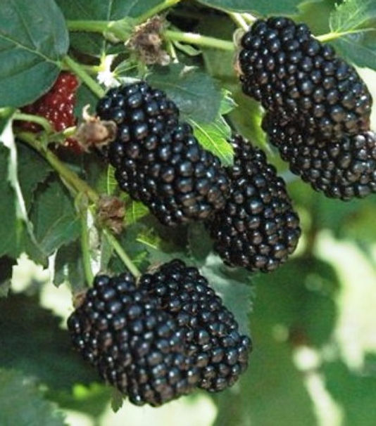 Blackberry Plants