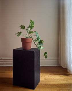 small monstera plant in clay pot on top of a black apple box in the window light