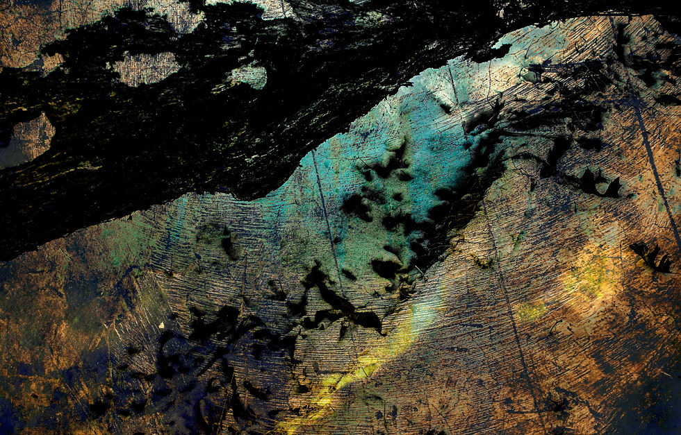Tree_Bark0_edited.jpg