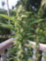 Thumbnail: KD Genetics (Uncle Black's Farm, Ko Tao)