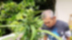 Thumbnail: KD Genetics (Uncle Black's Farm, Ko Tao)