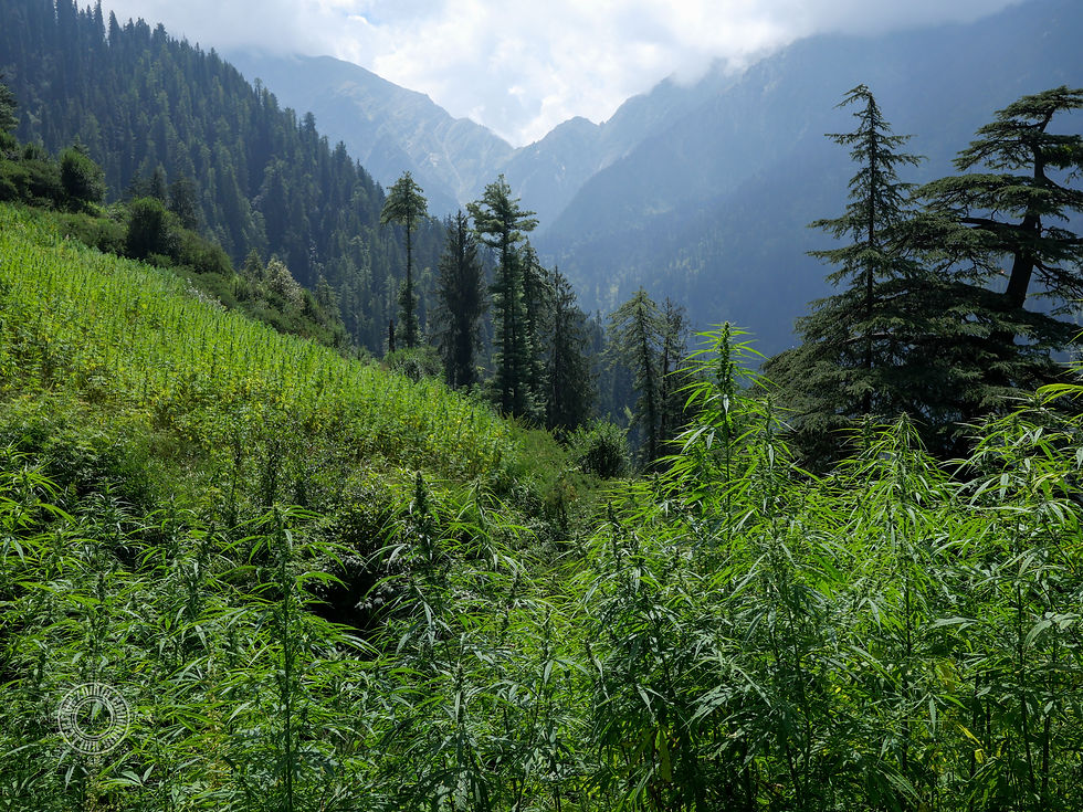 Thumbnail: Grahan Valley