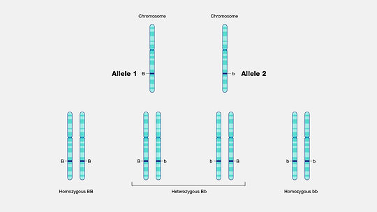 Allele.jpg