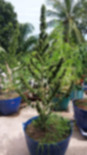 KD Genetics (Uncle Black's Farm, Ko Tao)