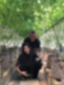 Thumbnail: KD Genetics (Uncle Black's Farm, Ko Tao)