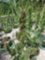 Thumbnail: KD Genetics (Uncle Black's Farm, Ko Tao)