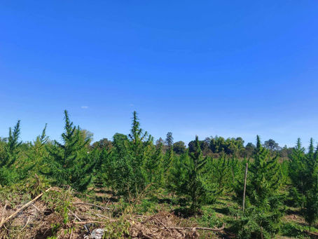 Si Songkhram: Narrow leaf drug type cannabis, growing in its natural environment
