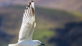 Fly Free Fly High