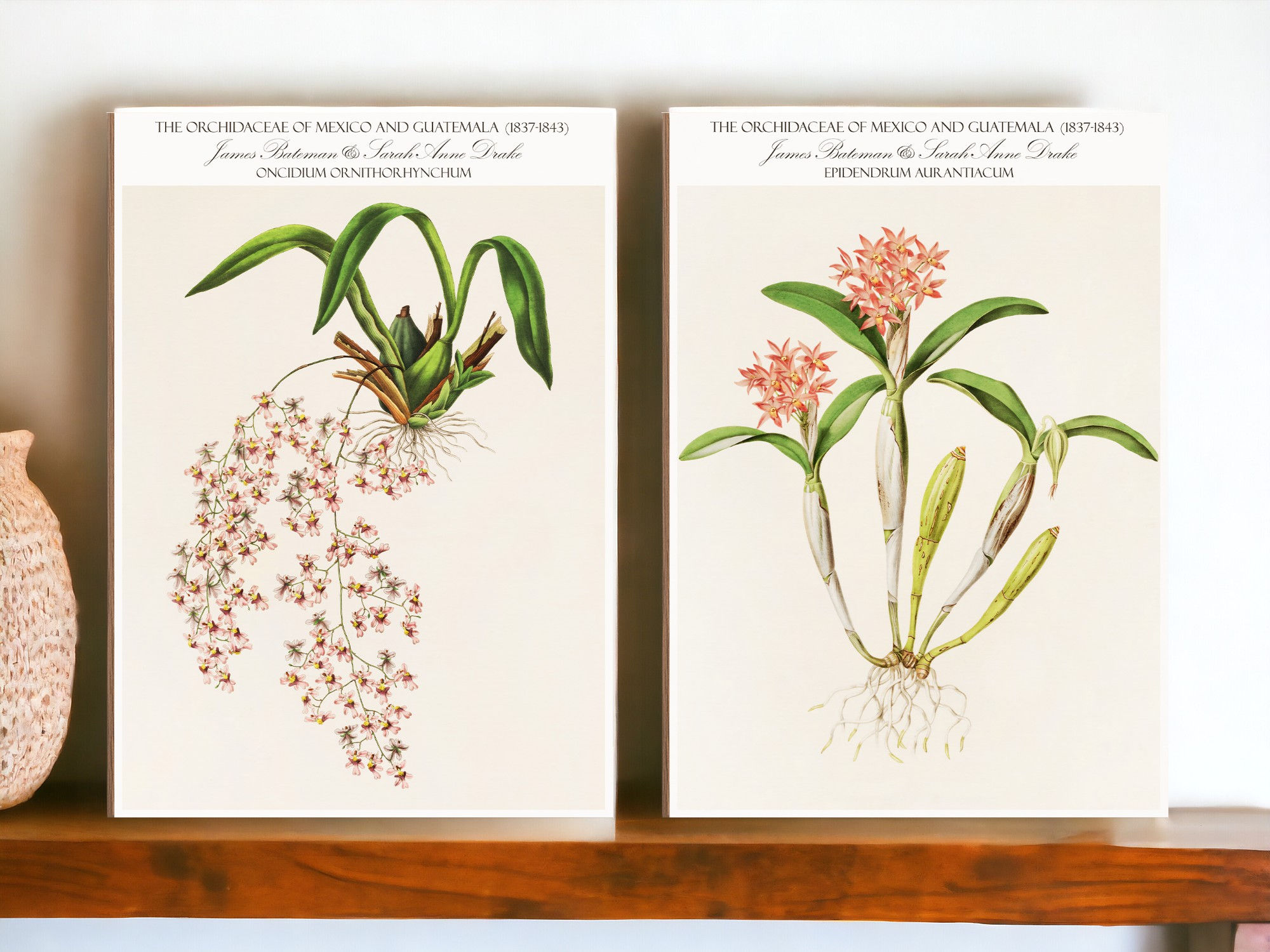 Epidendrum Aurantiacum