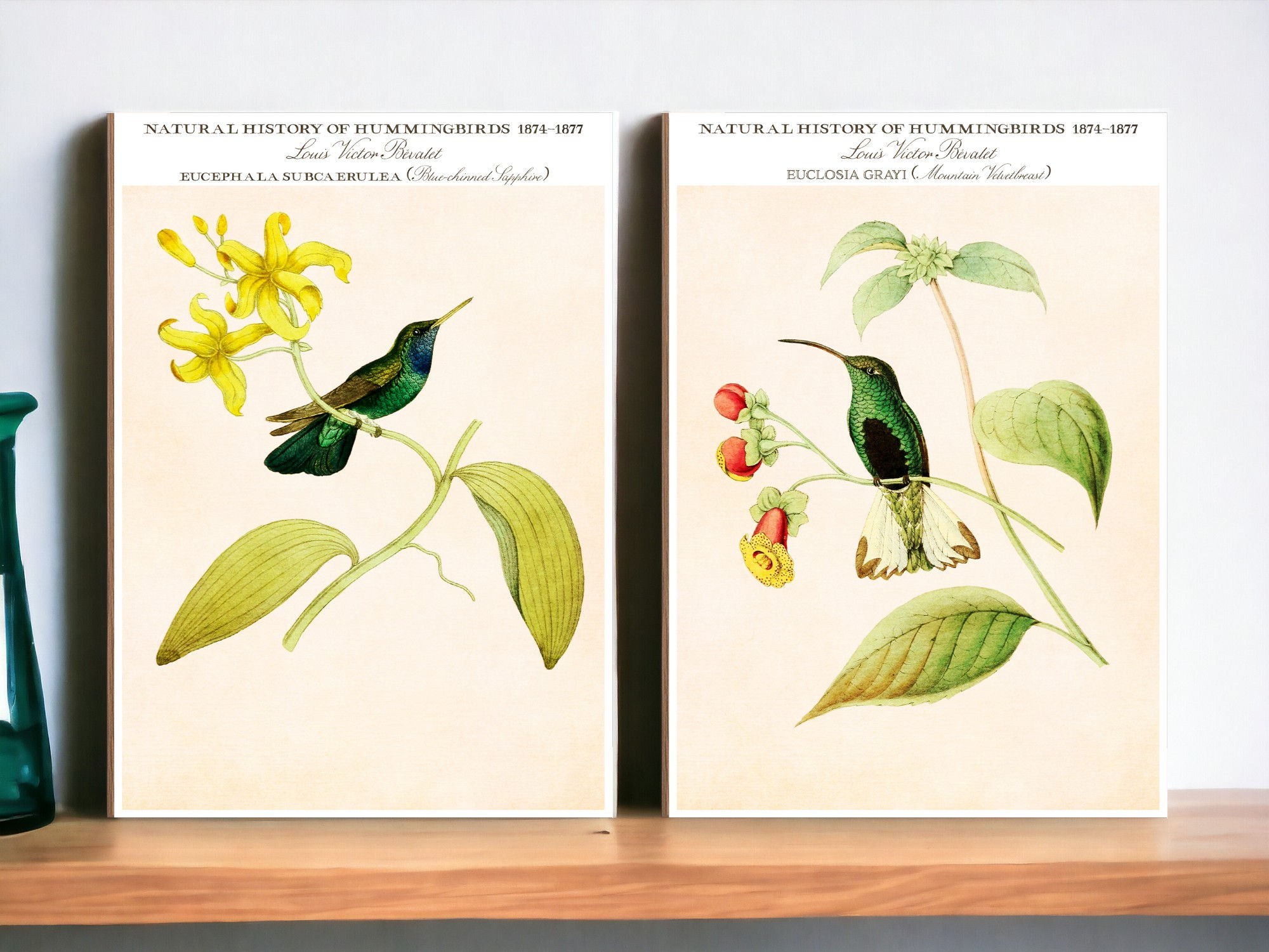 Hummingbird Wall Art ready to hang. Featuring Vintage Illustrations in an Exhibition Poster Style