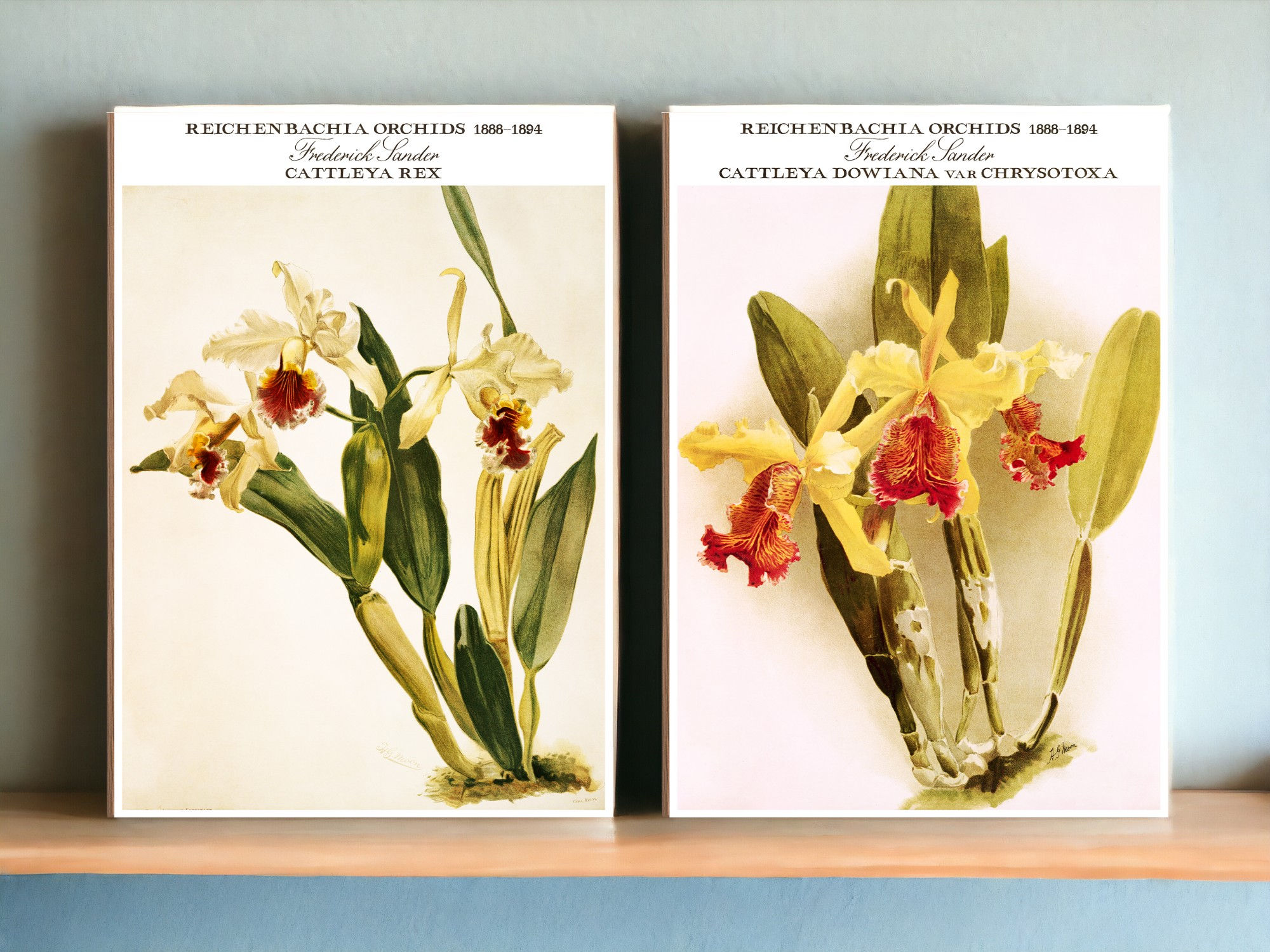 Cattleya Dowiana var Chrysotoxa