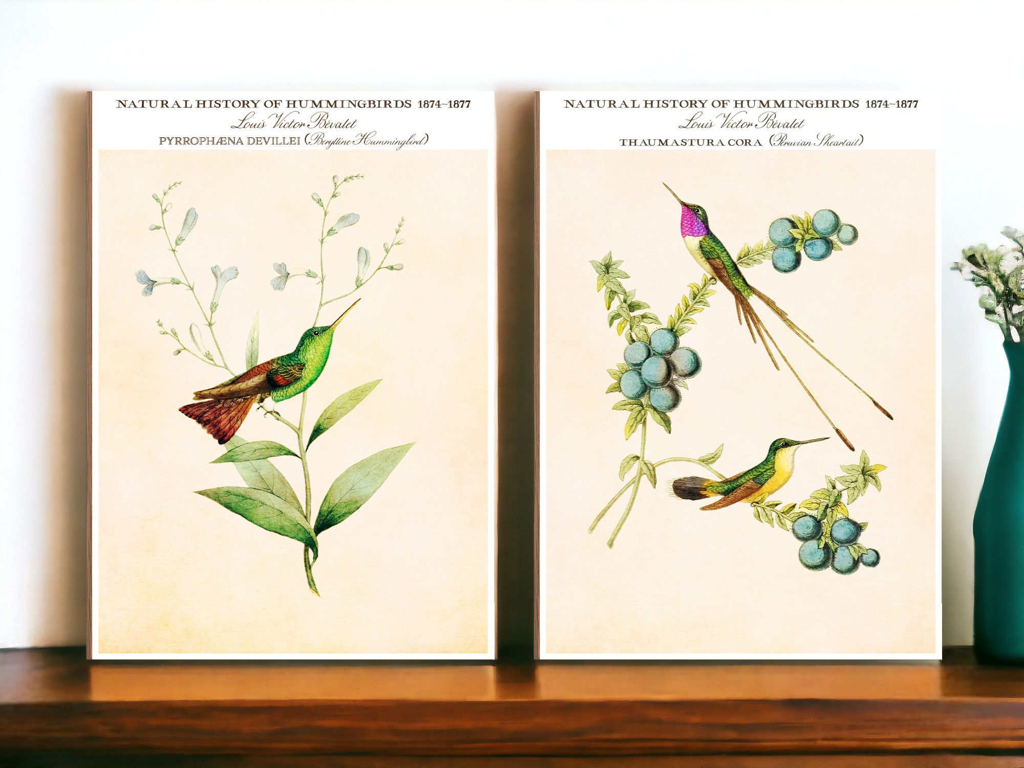 Thaumastura Cora (Peruvian Sheartail)