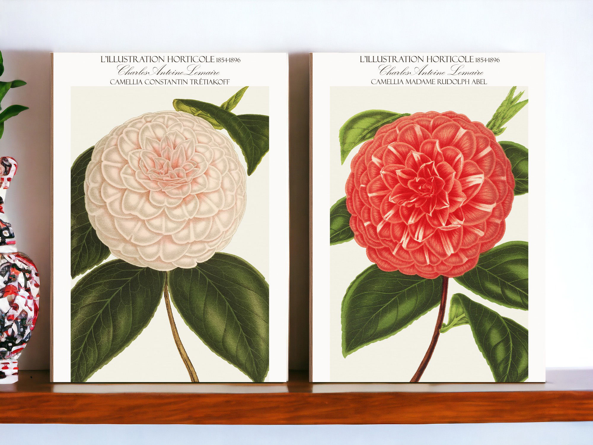 Camellia Madame Rudolph Abel