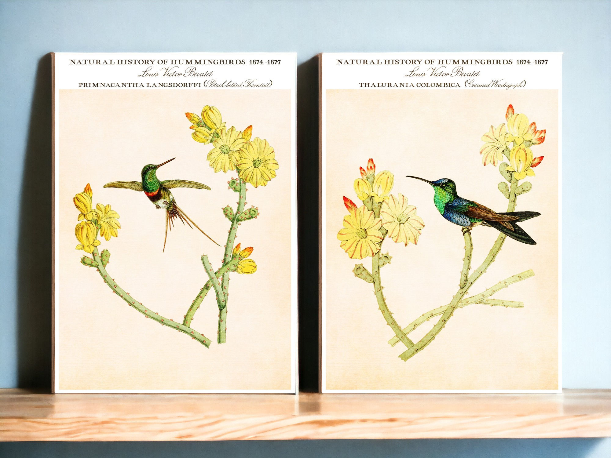 Thalurania Colombica  (Crowned Woodnymph)