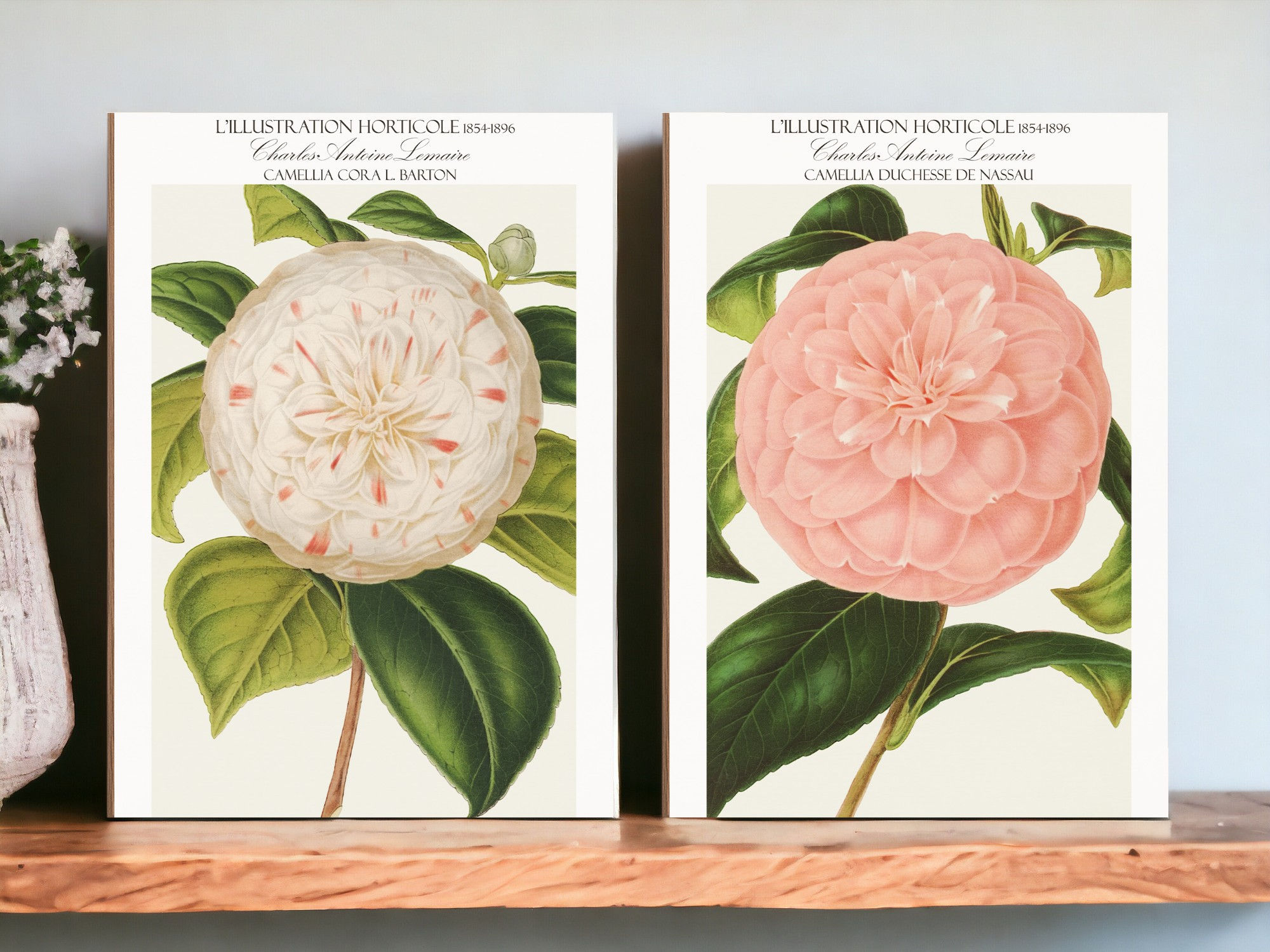 Camellia Duchesse de Nassau