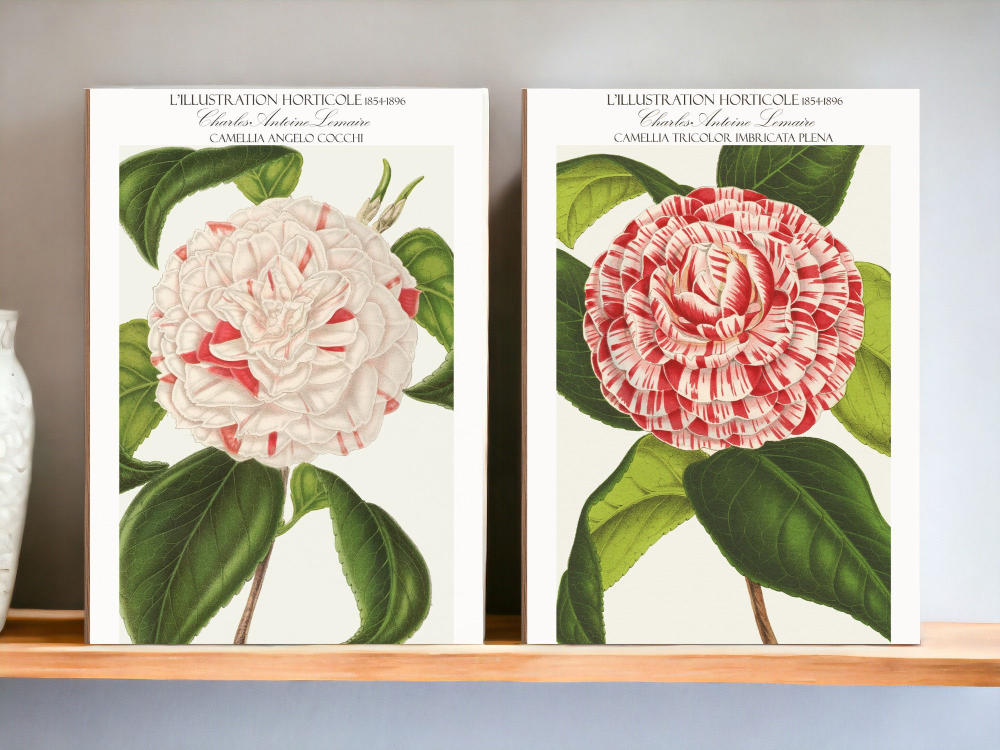 Camellia Tricolor Imbricata Plena