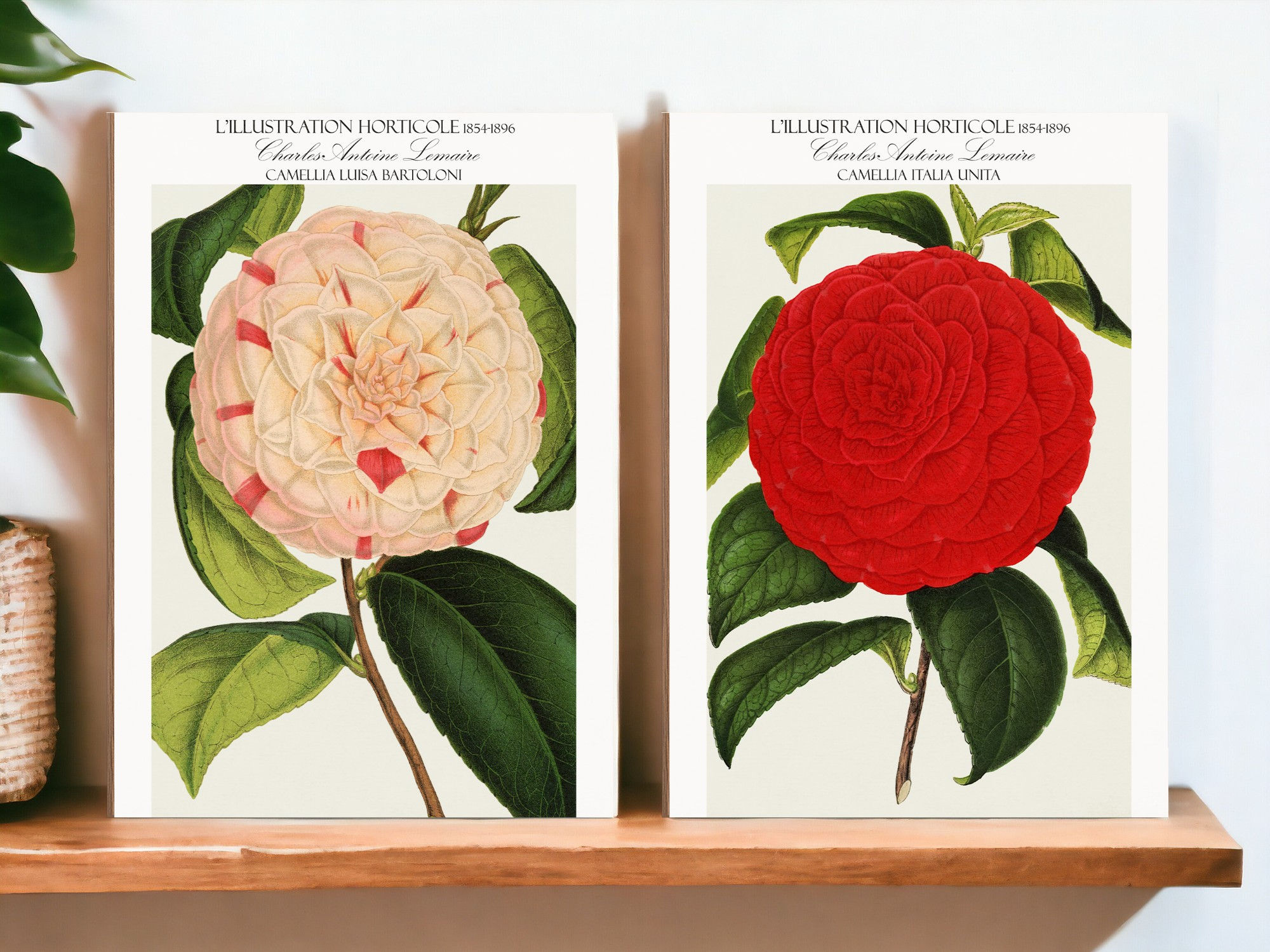 Camellia Italia Unita