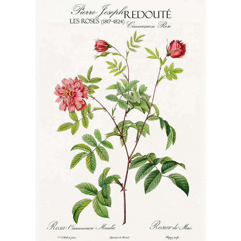 Enjoy our exquisite Les Roses Wall Art, ready to hang. Featuring Redouté's illustrations in an Exhibition Poster Style.