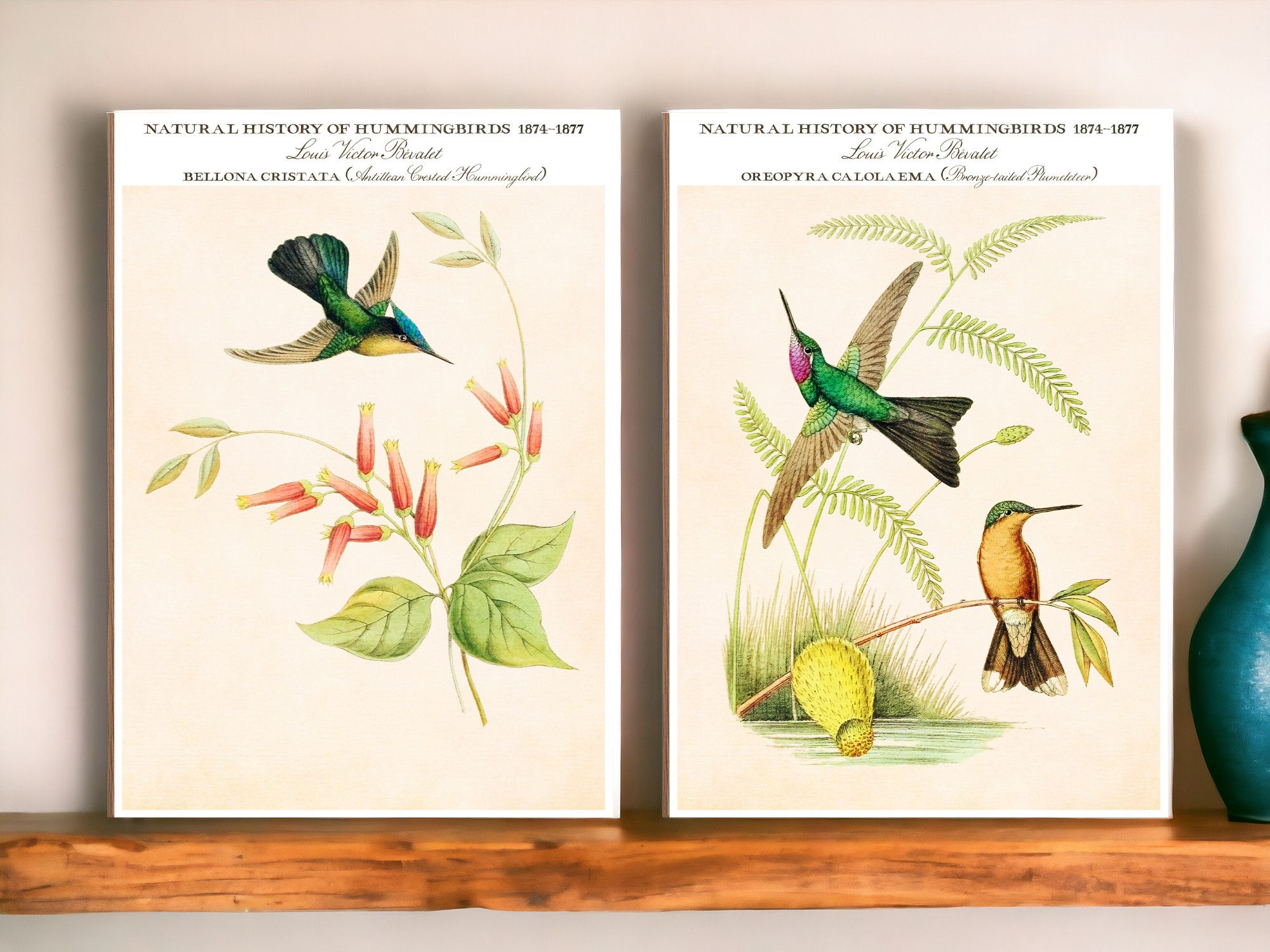 Oreopyra Calolaema (Bronze-tailed Plumeleteer)