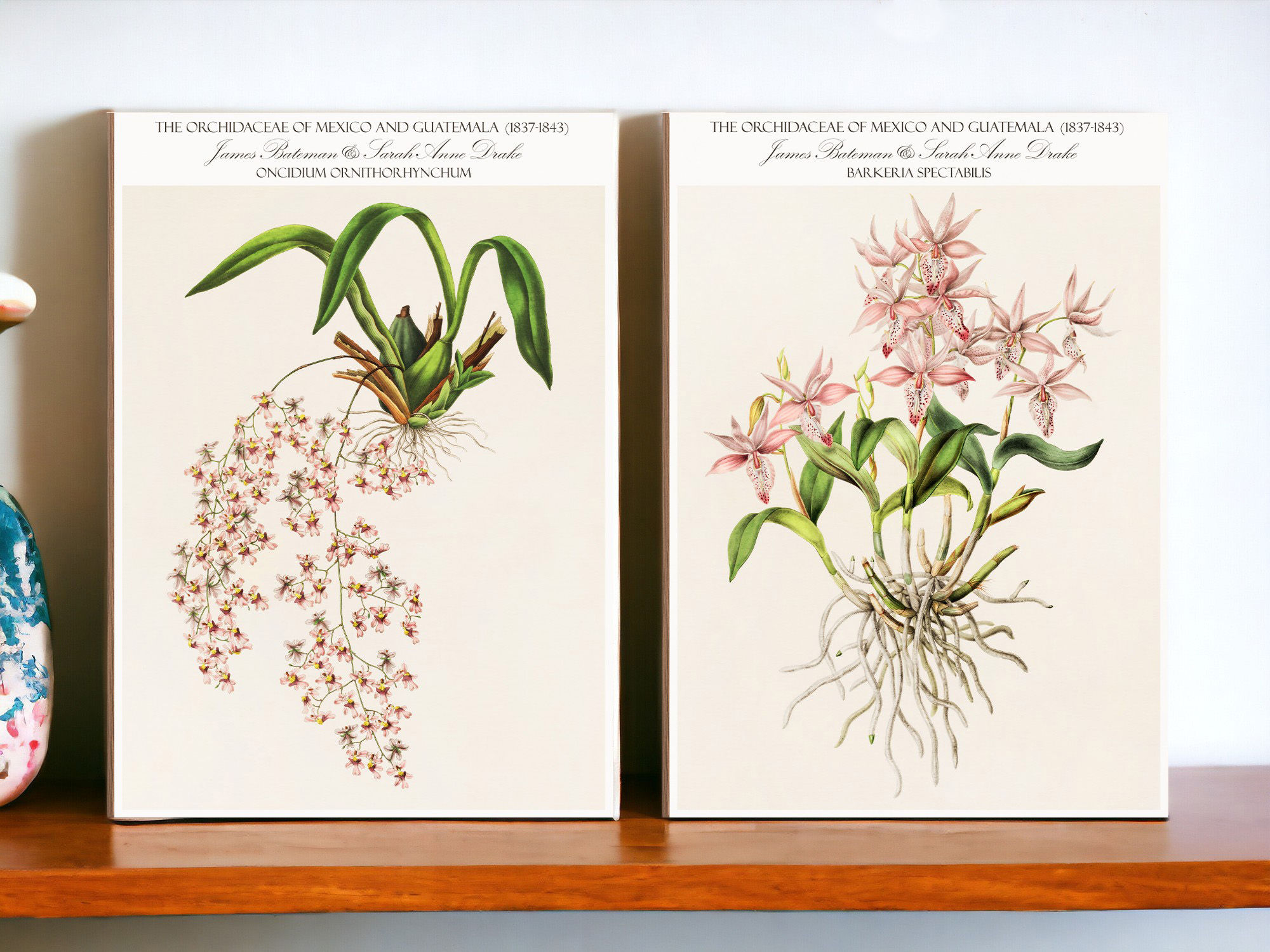 Barkeria Spectabilis