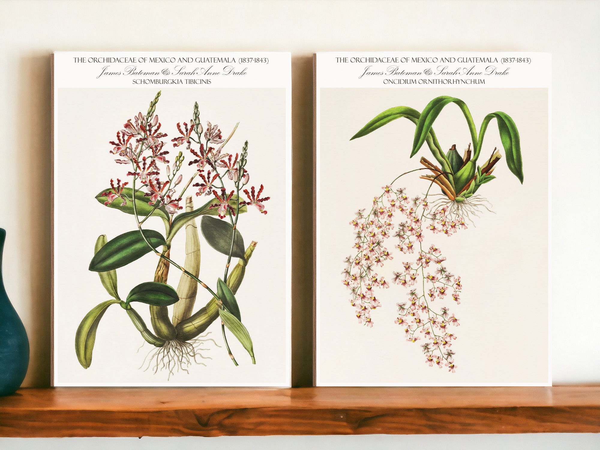 Oncidium Ornithorhynchum