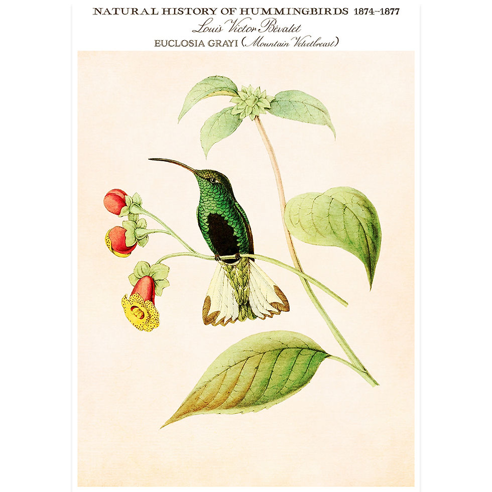 Thumbnail: Hummingbird Wall Art ready to hang. Featuring Vintage Illustrations in an Exhibition Poster Style