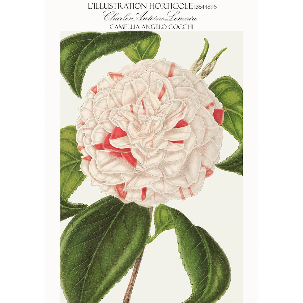 Enjoy our exquisite Camellia Wall Art, ready to hang. Featuring Lemaire's illustrations in an Exhibition Poster Style.