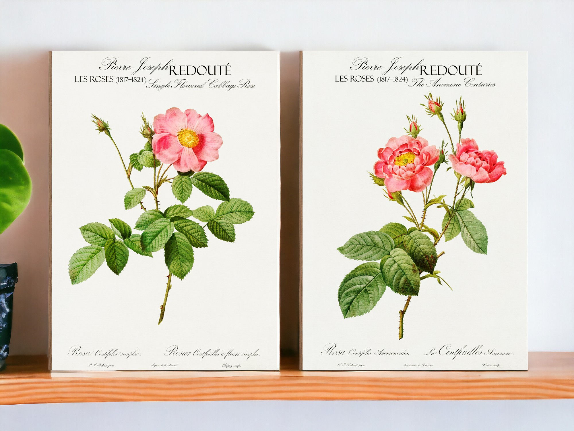 The Anemone Centuries