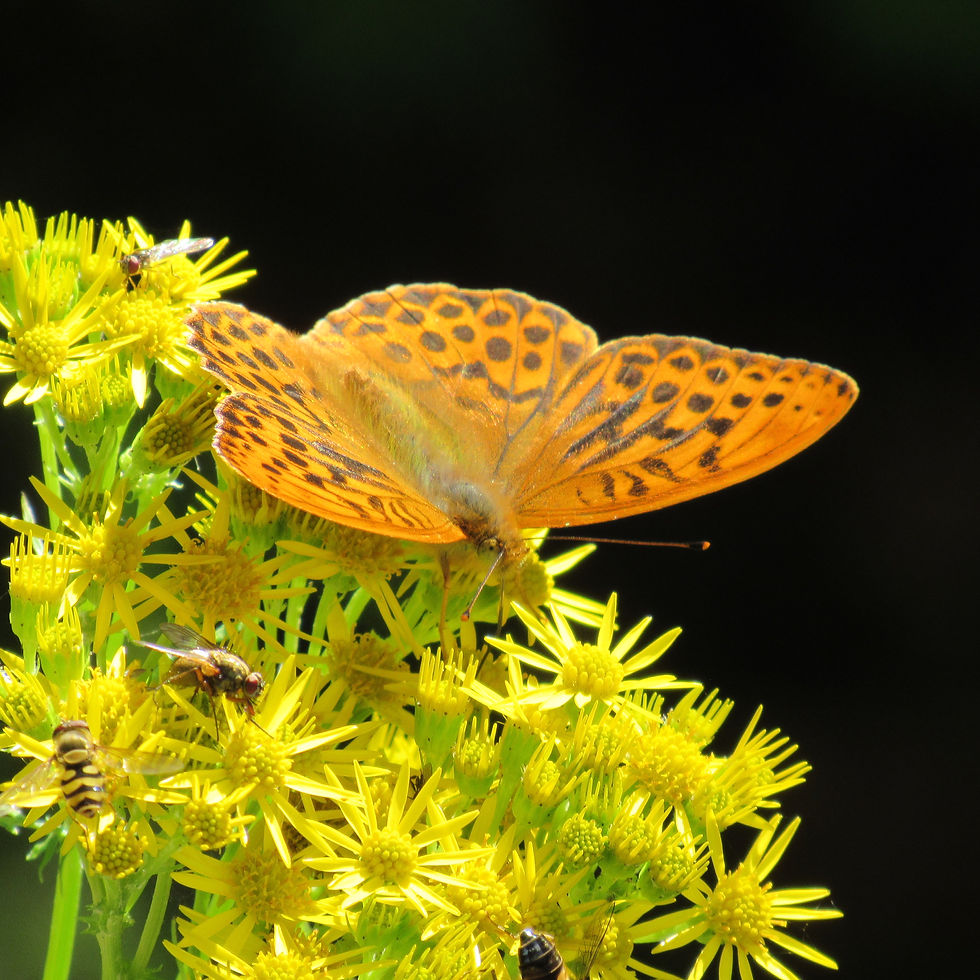 Over 1600 Butterflies