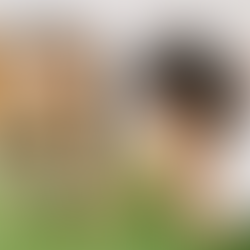 5 Fun Facts About Abacus