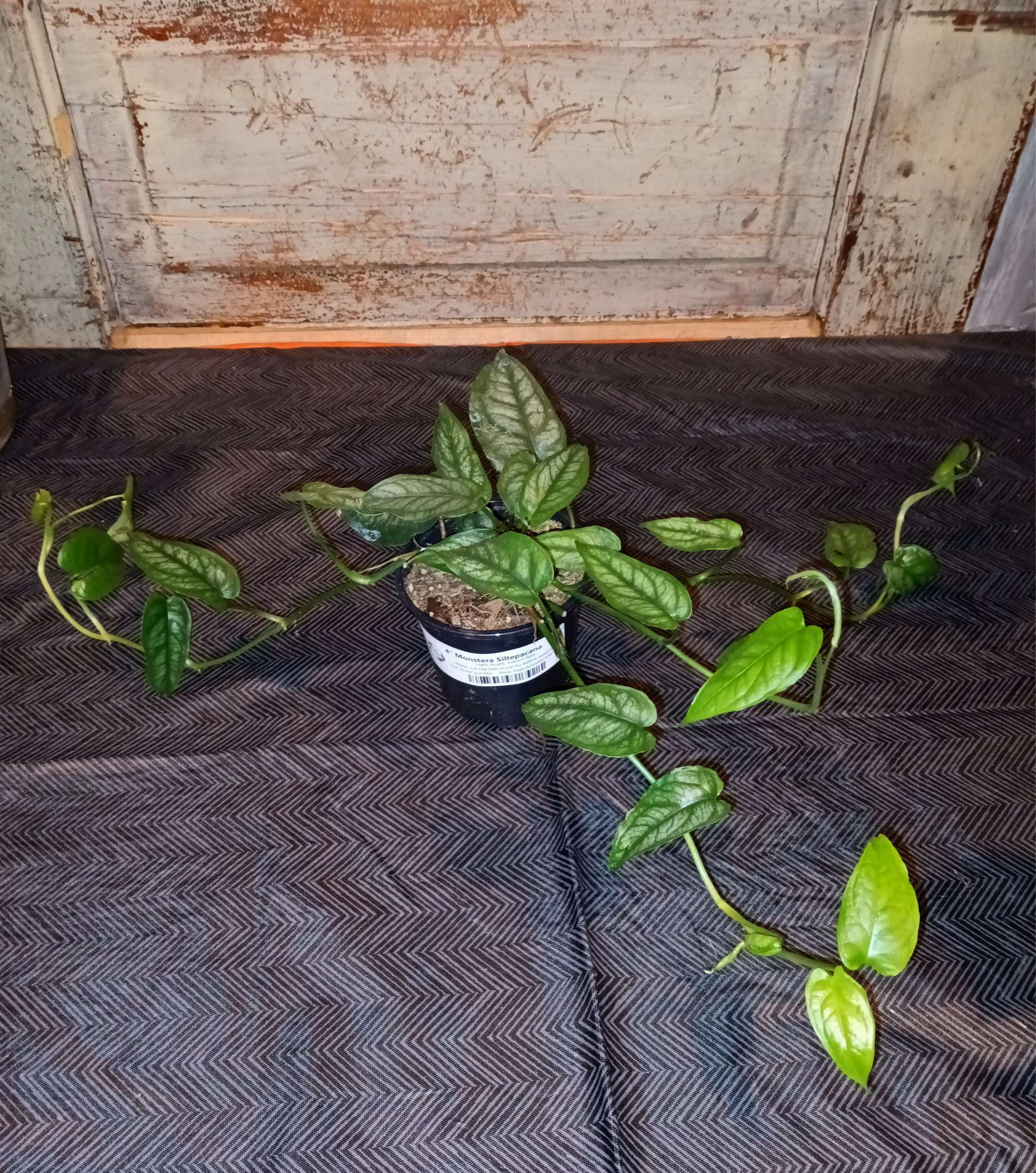 4" Monstera Siltepacana