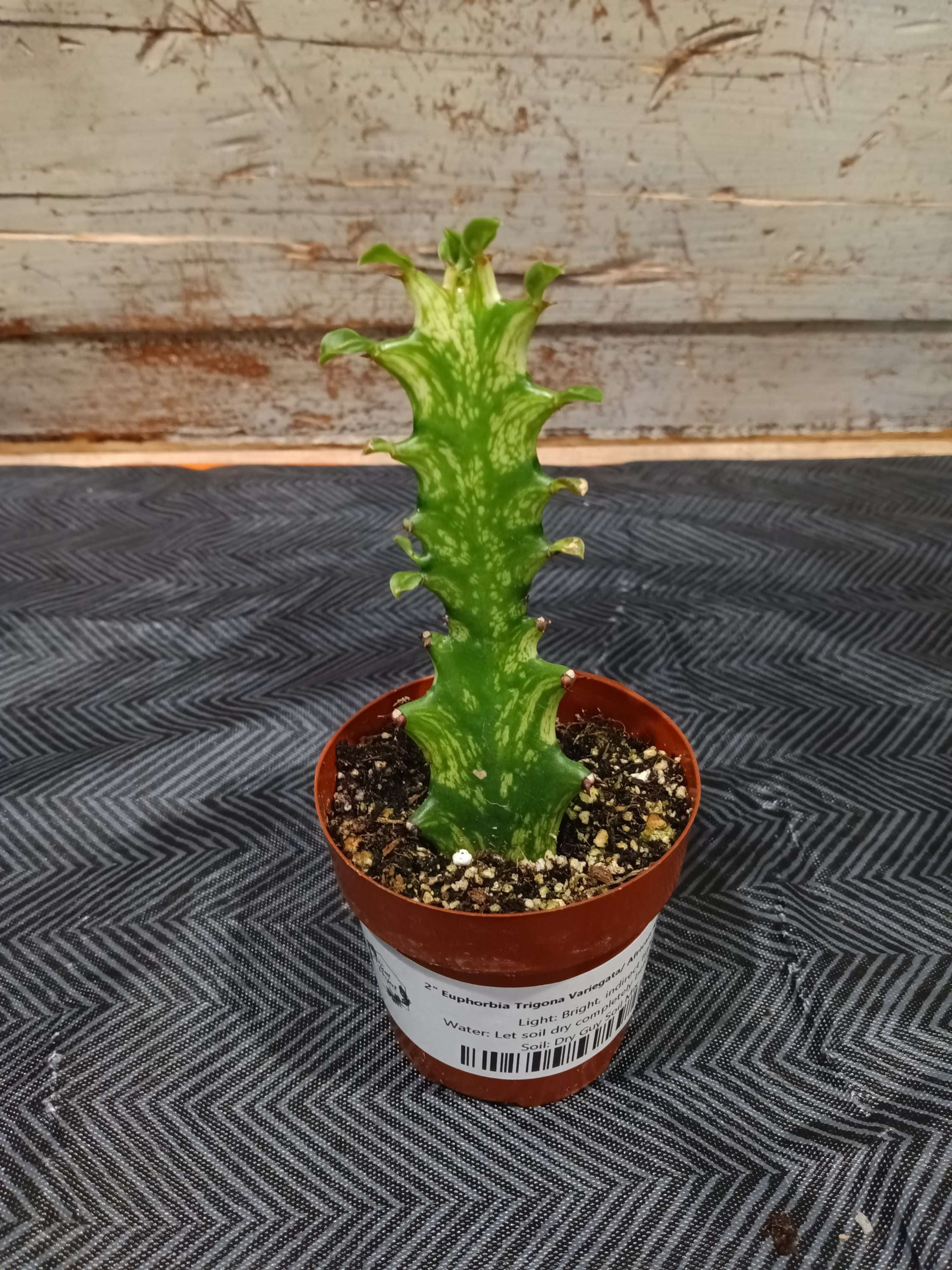 2" Euphorbia Trigona Variegata