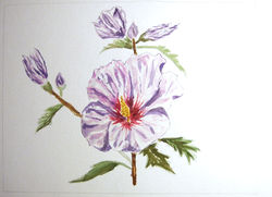 Aq-fleurs-098.jpg
