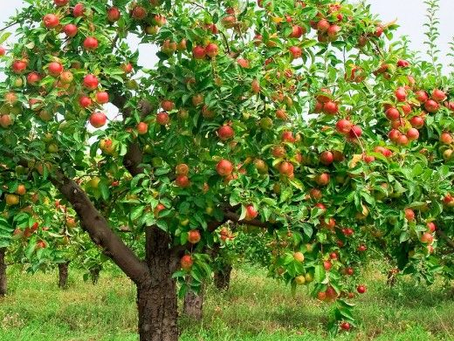 FIESTA DE SAN LORENZO, DIÁCONO Y MÁRTIR, 10 DE AGOSTO DE 2022