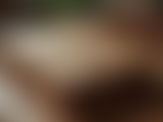 Jaiva Dharma: English Edition Pricing Guide