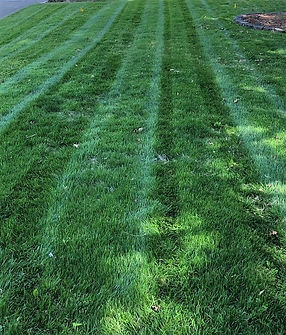 lawn (2).jpg