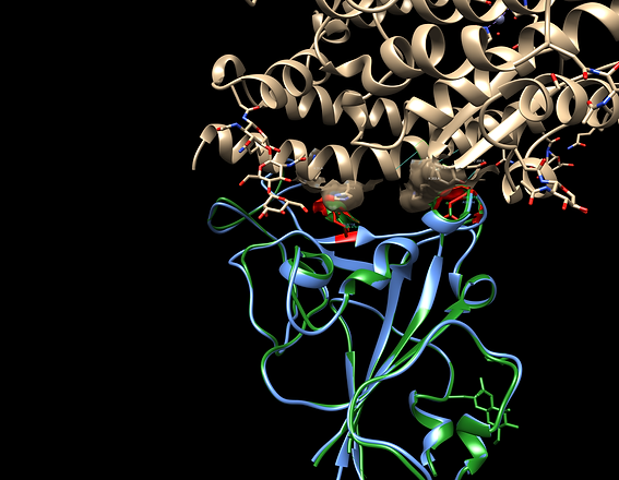 Wuhan ACE2 interactome.png