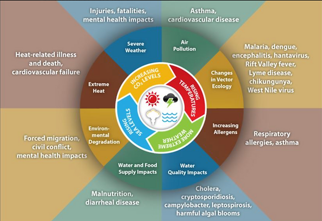 One Health Component wheel.png