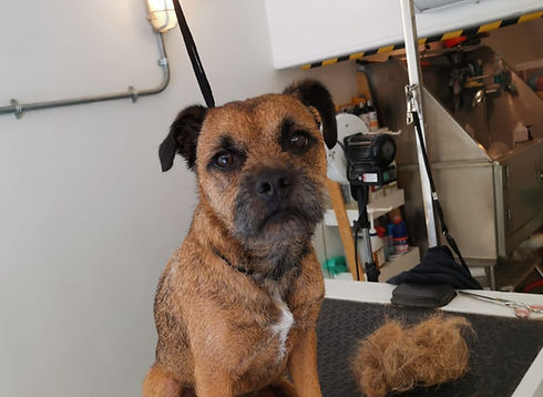 A border terrier during a handstripping appointment at Woofmans, a dog grooming salon in Brighton & Hove