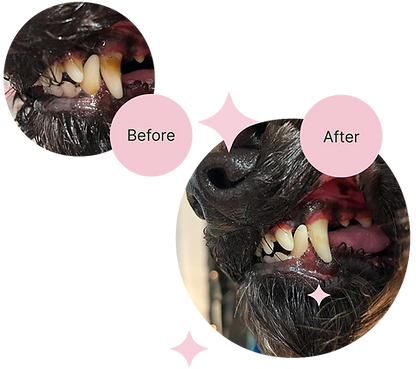 Close up pictures of a dogs teeth, before and after ultrasonic teeth cleaning.