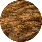 Close-up of brown, coarse, wiry fur on a wire-coated dog, like a Border Terrier, representing grooming services for wire coat