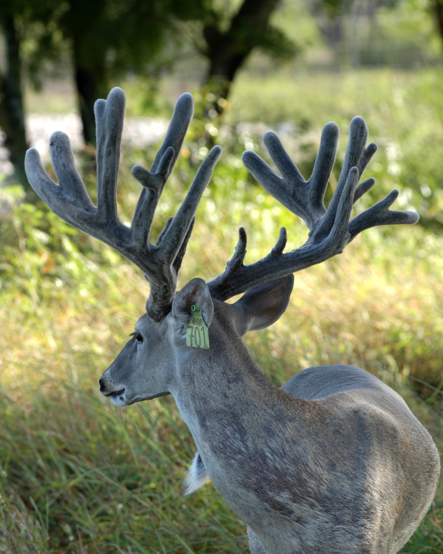 Texas Whitetail Breeder Breeder And Stocker Bucks South Texas - 