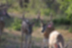 2017 Yearlings