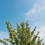 A tree