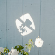 A flower shade