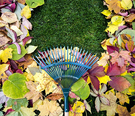 Clean Up and Leaf Removal