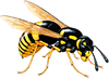 Do you have wasps you need to get rid of 