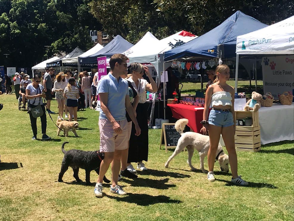 dog show 1