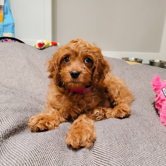 cute red cavapoo