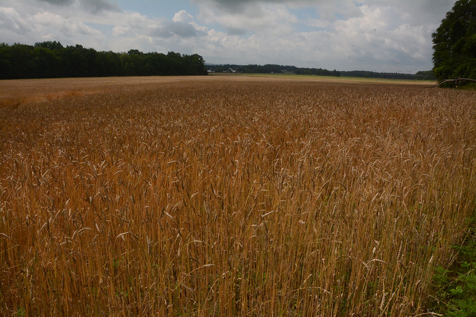 Wheat